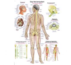 Anatomische Lehrtafel Nervensystem